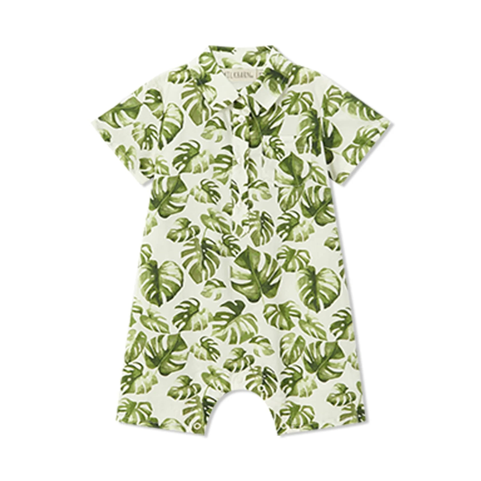 Collared Shortall Island Leaf