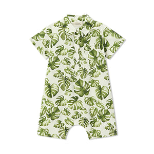 Collared Shortall Island Leaf