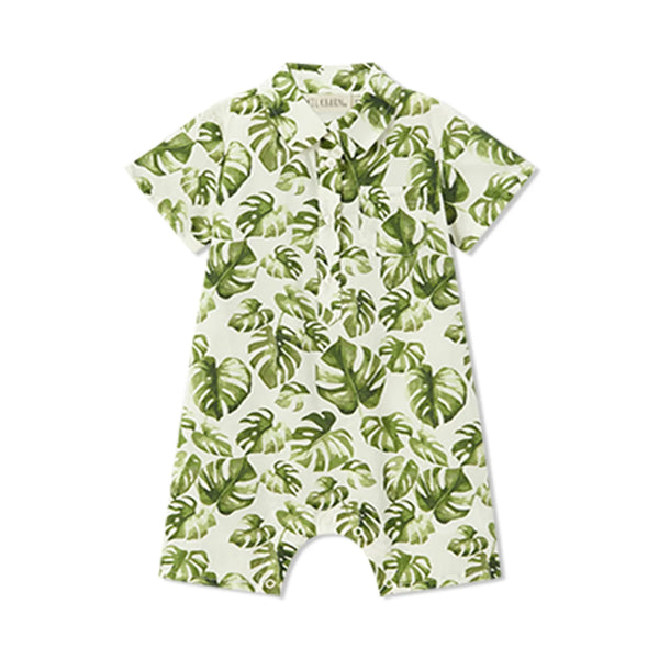 Collared Shortall Island Leaf