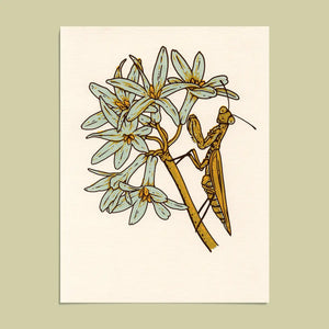 Praying Mantis Giclee Print