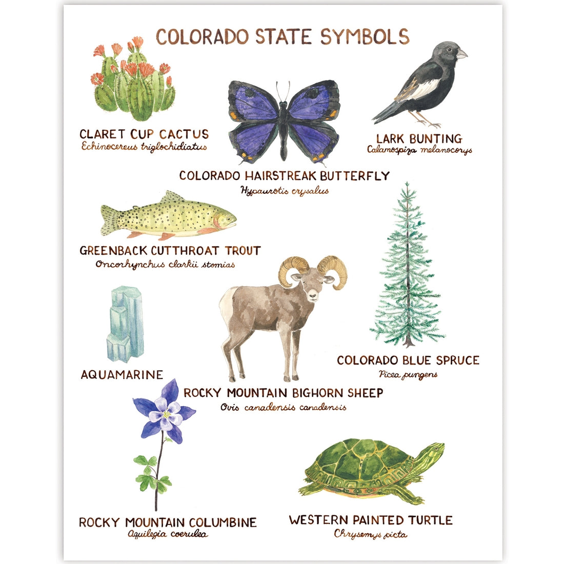 Colorado State Symbol Print