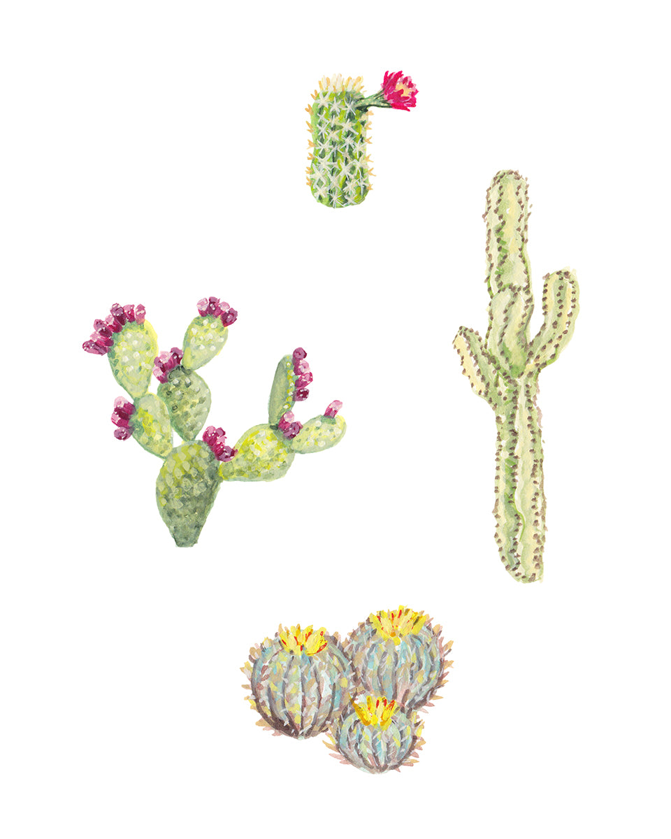 Cacti 4 Art Print
