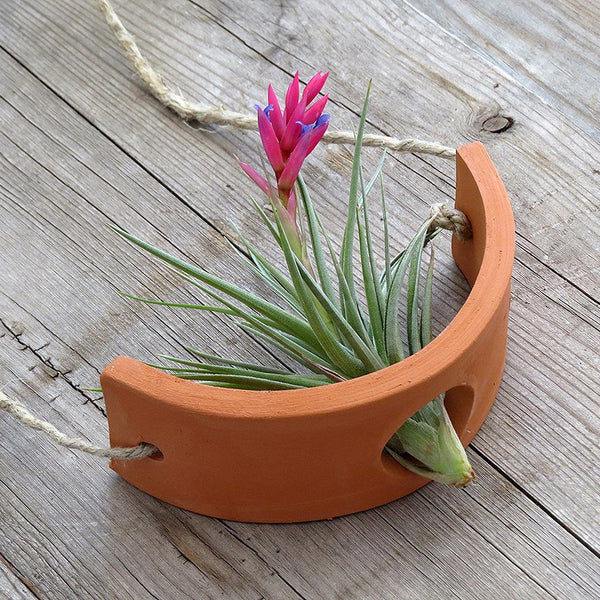 Small Terracotta Hanging Air Plant Cradle
