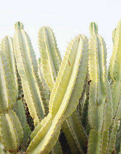 Green Cactus Fine Art Photograph