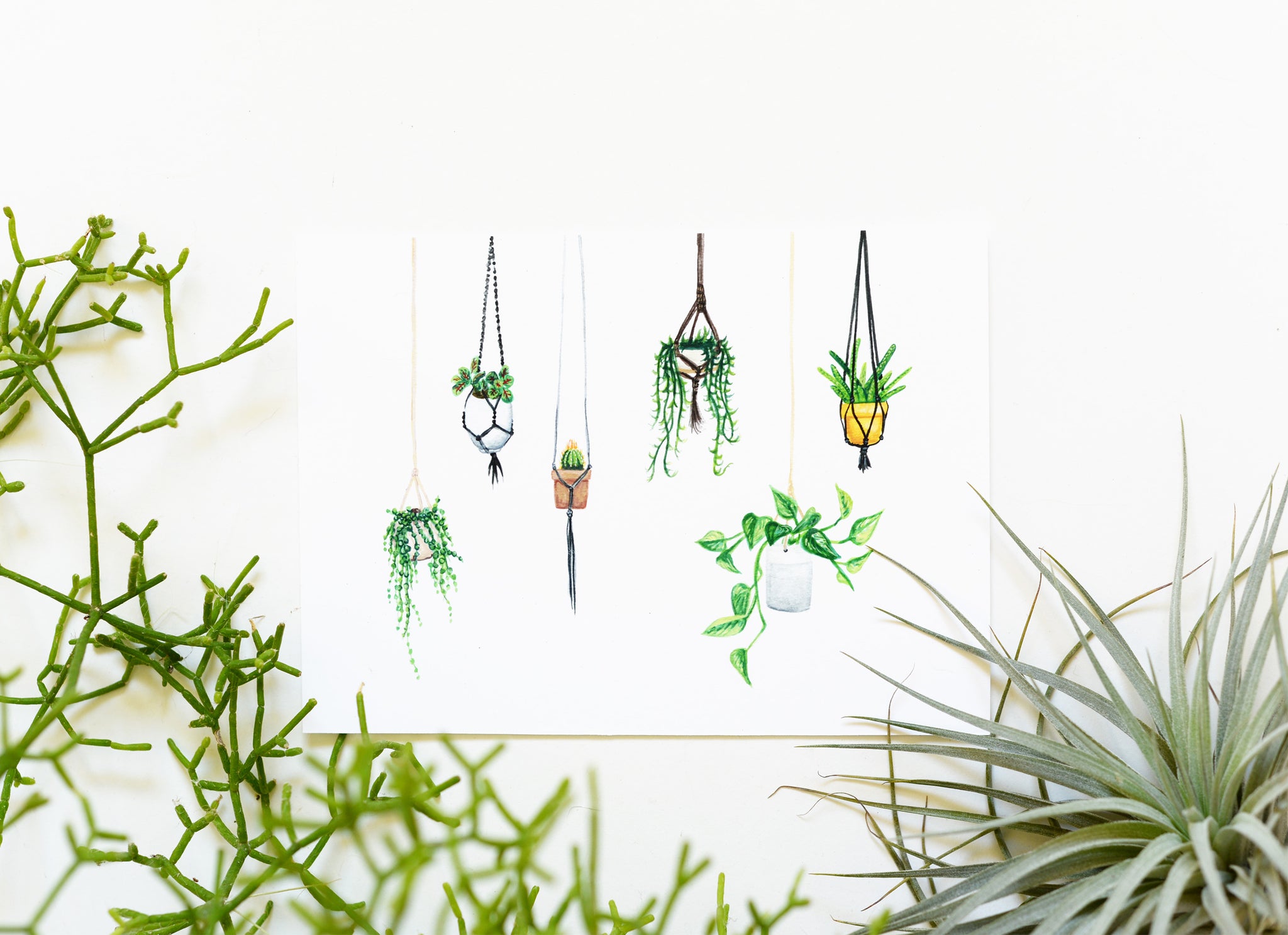 Hanging Plants Art Print