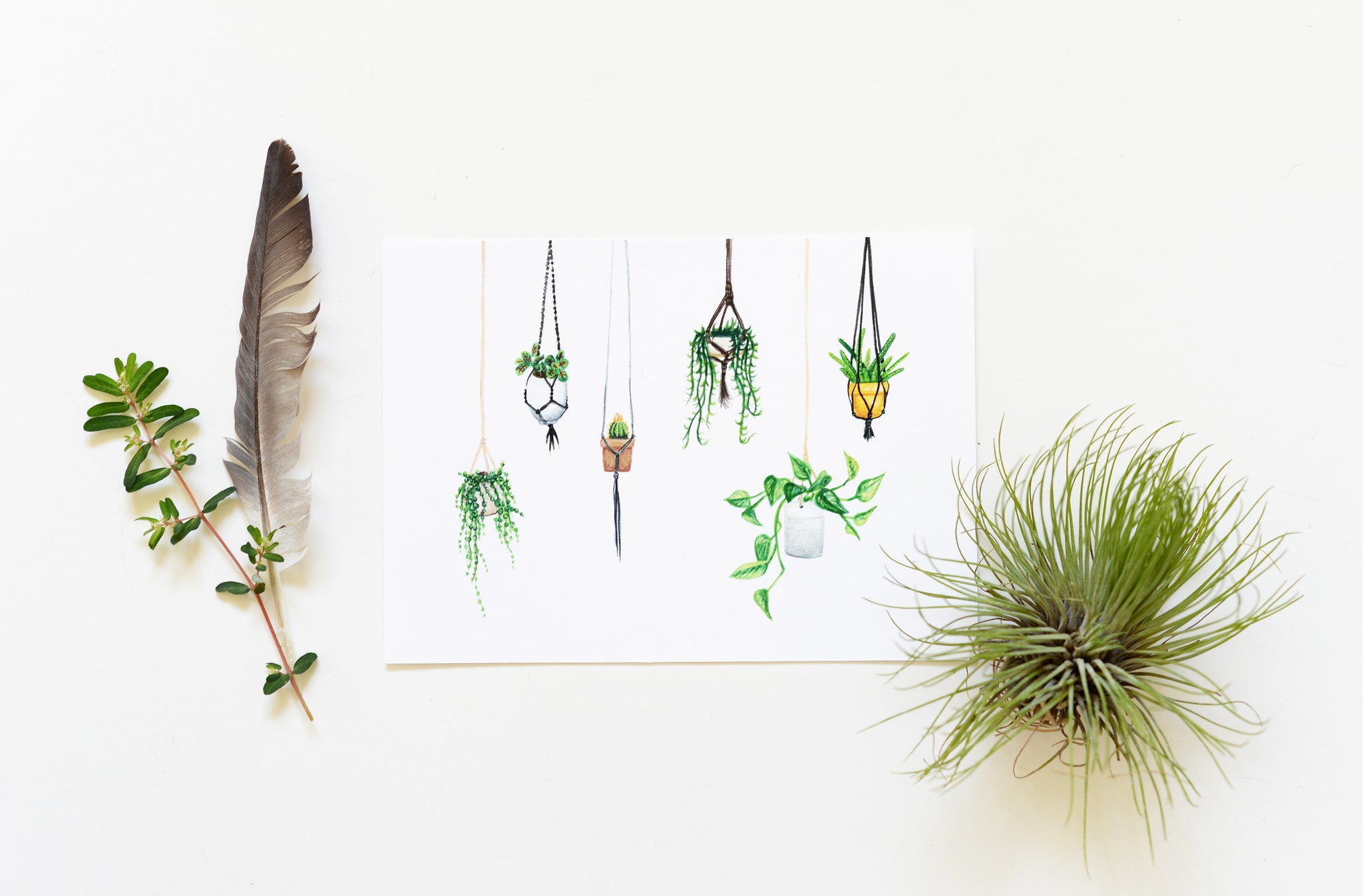 Hanging Plants Giclee Art Print