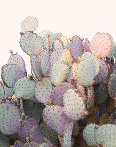 Purple Cactus Fine Art Photograph